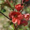  - Japanese Quince