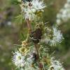  - Brown Flower Beetle