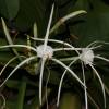  - Mangrove spider-lily or Perfumed spider-lily
