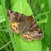  - Burnet companion moth