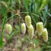  - Greater Quaking-grass