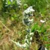  - Field Cudweed