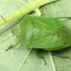  - Southern Green Shieldbug