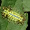  - Nettle caterpillar or Blue-striped nettle grub