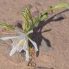  - Desert Pancratium, Desert Daffodil