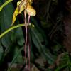  - Mandarin Orchid, Tailed Phragmipedium