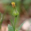  - Prickly Cupped Goat's Beard, Prickly Goldenfleece