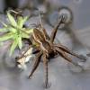  - Nursery web spiders, Fishing spiders, Dock spiders, Raft spiders