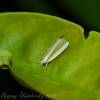  - Spotted Bollworm