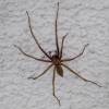  - Giant house spider