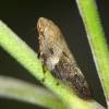  - European Alder Spittle Bug