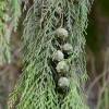  - Chinese Weeping Cypress