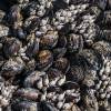  - California mussel
