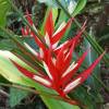  - Christmas Heliconia