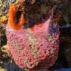  - Wandering sea anemone or Swimming anemone