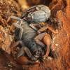  - Transvaal thick-tailed scorpion or dark scorpion