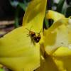  - Orchid beetle or Dendrobium beetle