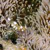  - Magnificent anemone shrimp