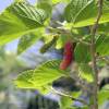  - King white mulberry, Shahtoot mulberry, Tibetan mulberry