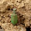  - Green tiger beetle