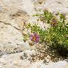  - Small-flowered Fagonia, Bruguier's Fagonia