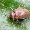  - ptilodactylid beetles