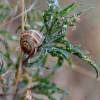  - Mediterranean snail