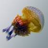  - Australian Spotted Jellyfish