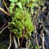  - Common green bryum moss