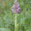  - Military Orchid