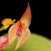  - Babyboot orchid