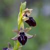  - Early Spider-orchid