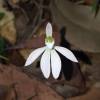  - White caladenia, White fingers or Lady's fingers
