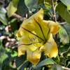  - Cup of gold vine, Golden chalice vine, or Hawaiian lily