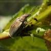  - Common Leaf Weevil
