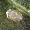  - Greenhouse Whitefly