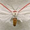  - Red costate tiger moth