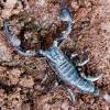 - Giant forest scorpions