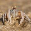  - Sand bubbler crab
