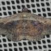  - Pale-edged selenisa moth