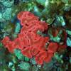  - Lobed cactus coral, Largebrain root coral