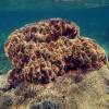  - Leaf coral