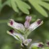  - Fine-leaved Fumitory