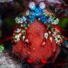  - Peacock mantis shrimp