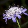 - Sweet Scabious