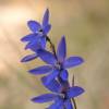  - Spotted sun orchid or Dotted sun orchid