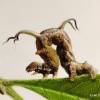  - Horned Spanworm Moth