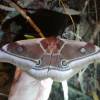  - Madagascar emperor moth