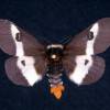  - Eastern Buckmoth, Buck moth