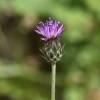  - Silver Thistle, Silvery Plumed Thistle